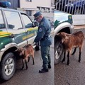 Una capretta a spasso sulla Rutigliano-Conversano