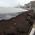 Alghe e rifiuti a tonnellate sul lungomare di Bari