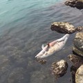 Bari, la carcassa di un delfino nel porto di Santo Spirito