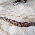 Bari, serpente velenoso di circa due metri abbandonato in campagna