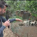 Palo del Colle, in campagna con decine di cani in gabbia
