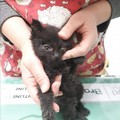 Rutigliano, cucciolo di gatto ferito in strada soccorso e salvato dai volontari