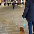 Ninodangelo, il cane di  "Il mio viaggio a New York ", avvistato a Bari