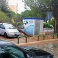 Casamassima, bonifica degli alberi a rischio