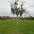 Giornata Mondiale della Terra, l'azione di guerrilla gardening di BariEcoCity
