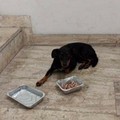 Cane rubato con il camper a Bari, recuperato e restituito alla famiglia