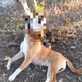 Macabra scoperta in campagna, cane impiccato ad un albero a Bitritto