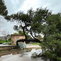 Pino si abbatte sulla strada, tragedia sfiorata a Santo Spirito