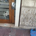 Quarta spaccata in una settimana, paura a Bari