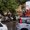 Maltempo, albero si abbatte al suolo nei pressi del Castello Svevo