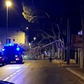 Bari, albero si spezza e cade sulla strada