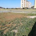 Nuove aree sgambamento cani a Bari, a disposizione 450mila euro