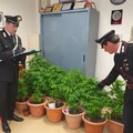 Coltiva cannabis nel cortile di casa, arrestato un 30enne di Locorotondo