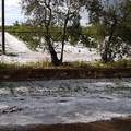 Violenta grandinata nelle campagne di Bari, colpiti gli oliveti
