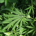 Marijuana a Casamassima, arrestati due coniugi  "col pollice verde "