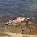 Delfino spiaggiato a Palese, oggi Amiu dovrebbe rimuovere la carcassa