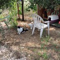 Uno spazio dedicato ai gatti in difficoltà, alle porte di Bari la prima oasi felina del Sud Italia