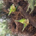 Invasione di pappagalli a Bari e provincia, Coldiretti: «Colpa del clima tropicale»