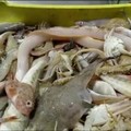 Mola di Bari, 66 chili di pesce non tracciabile: scatta la multa da 1.500 euro