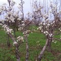 Alberi in fiore e temperature oltre la media, a Bari il dicembre più caldo dal 1800