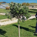 Bari ricorda Rocco Biscione, una pianta per il cittadino morto di Covid