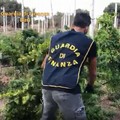 Polignano, scoperte due piantagioni di marijuana. Scattano arresto, denuncia e sequestro