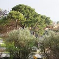 Maltempo su Bari, forte grandinata a Santo Spirito