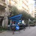 Bari, in corso la potatura degli alberi su via De Rossi e via De Gemmis