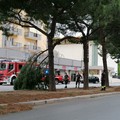 Bari, cade un grosso ramo in via Caldarola per il forte vento