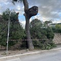 Spezzato un ramo nella notte a Torre a Mare, causa il forte vento