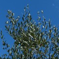 Xylella, in corso il monitoraggio di ARIF sul territorio di Bari