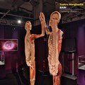 Real Bodies Experience, a Bari arriva la mostra/viaggio all’interno del corpo umano