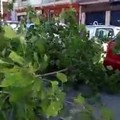 Corso Mazzini a Bari, grosso ramo si spezza e crolla sulle auto