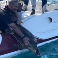 Torre a Mare libera una tartaruga "caretta caretta" nelle sue acque