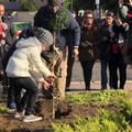 A Carbonara i bambini ripiantano l'albero già rubato due volte