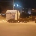 Bari, cinghiali sbranano un cane al San Paolo