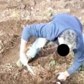 Cinghiale ucciso nel Parco dell'Alta Murgia, individuato il responsabile