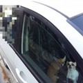 Abbandona sei cani e un pappagallo in auto, denunciata una 38enne a Bari