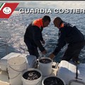 In macchina con 300 chili di  "cetrioli di mare " illegali, scatta il maxi sequestro