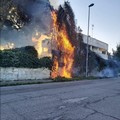 Bari, in fiamme un albero in via Torrebella