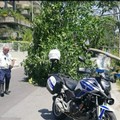 Bari, un albero cade sulla strada in via Marzano