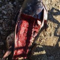 Bari, ritrovata la carcassa di un tonno in spiaggia a Santo Spirito