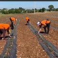 Siccità, in Puglia riconosciuto stato di calamità nel 2022. Perso un terzo dei raccolti