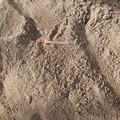 Pane e pomodoro, i volontari trovano una siringa sulla spiaggia