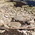 Palese, trovata la carcassa di una tartaruga sulla spiaggia