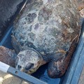 Torre a Mare, rilasciata in acqua una tartaruga salvata dai volontari