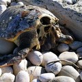 Strage di tartarughe fra Bari e Trani. Altre due ritrovate decapitate