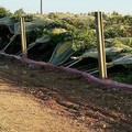 Racket ai danni dei coltivatori in provincia di Bari, devastati i tendoni dell'uva da tavola