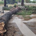 Rutigliano, tromba d'aria nella notte. Cadono alberi, danni in città e nei campi