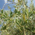 Crisi dell’olio, gli olivicoltori tornano in piazza: grande mobilitazione nazionale a Bari
